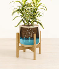 Load image into Gallery viewer, Almond Green stand:bamboo