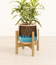 Load image into Gallery viewer, Gentle Pink stand:bamboo
