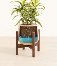 Load image into Gallery viewer, Gentle Pink stand:walnut