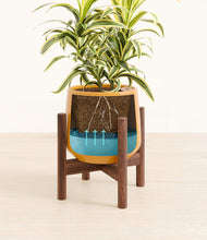 Load image into Gallery viewer, Mustard stand:walnut