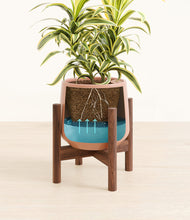 Load image into Gallery viewer, Calm Rose stand:walnut