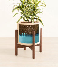 Load image into Gallery viewer, Cream stand:walnut