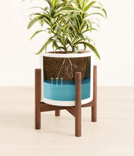 Load image into Gallery viewer, White stand:walnut