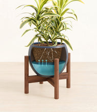 Load image into Gallery viewer, Deep Navy stand:walnut