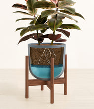 Load image into Gallery viewer, Iron Gray stand:walnut