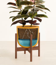 Load image into Gallery viewer, Sunset Orange stand:walnut