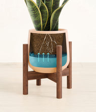 Load image into Gallery viewer, Gentle Pink stand:walnut