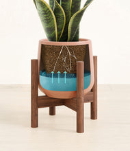 Load image into Gallery viewer, Calm Rose stand:walnut