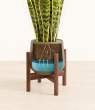 Load image into Gallery viewer, Olive stand:walnut