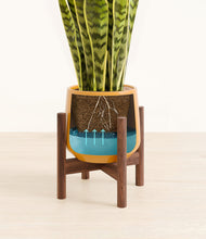 Load image into Gallery viewer, Mustard stand:walnut