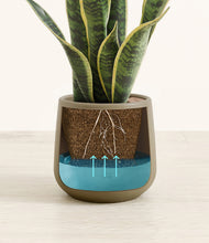 Load image into Gallery viewer, Olive