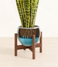 Load image into Gallery viewer, Deep Ocean stand:walnut