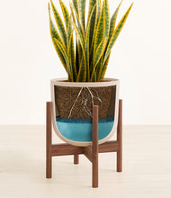 Load image into Gallery viewer, Sandy Pink stand:walnut