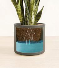 Load image into Gallery viewer, Dark Olive