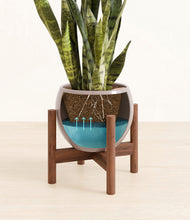 Load image into Gallery viewer, Winter Clouds stand:walnut