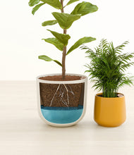 Load image into Gallery viewer, Tiger Lily