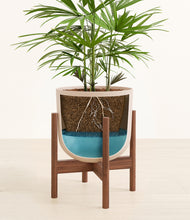 Load image into Gallery viewer, Sandy Pink stand:walnut