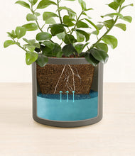 Load image into Gallery viewer, Dark Olive stand:all