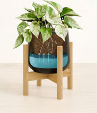 Load image into Gallery viewer, -