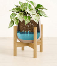 Load image into Gallery viewer, -