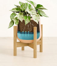 Load image into Gallery viewer, -