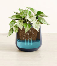 Load image into Gallery viewer, -