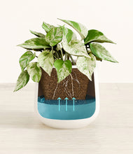 Load image into Gallery viewer, -