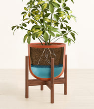 Load image into Gallery viewer, Earth Red stand:walnut