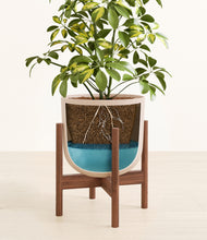 Load image into Gallery viewer, Sandy Pink stand:walnut