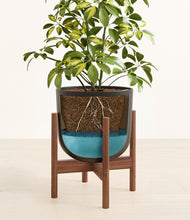 Load image into Gallery viewer, Stone Black stand:walnut