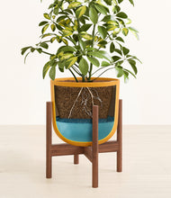 Load image into Gallery viewer, Sunset Orange stand:walnut