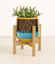 Load image into Gallery viewer, Mustard stand:bamboo