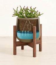 Load image into Gallery viewer, Olive stand:walnut