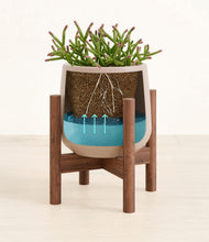 Load image into Gallery viewer, Eternal Gray stand:walnut