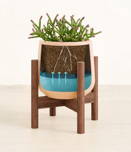 Load image into Gallery viewer, Gentle Pink stand:walnut