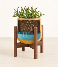 Load image into Gallery viewer, Mustard stand:walnut