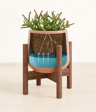 Load image into Gallery viewer, Calm Rose stand:walnut