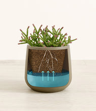 Load image into Gallery viewer, Olive