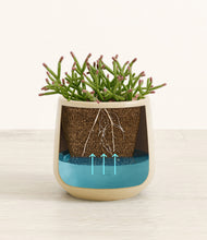 Load image into Gallery viewer, Almond Green