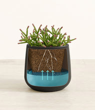 Load image into Gallery viewer, Black