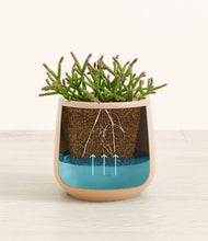 Load image into Gallery viewer, Gentle Pink