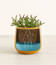 Load image into Gallery viewer, Mustard