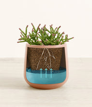 Load image into Gallery viewer, Calm Rose