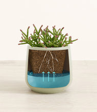 Load image into Gallery viewer, Turquoise