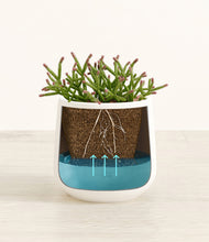 Load image into Gallery viewer, White