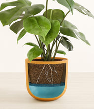 Load image into Gallery viewer, Sunset Orange