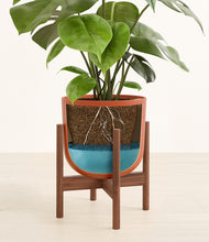 Load image into Gallery viewer, Earth Red stand:walnut