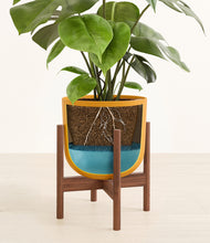 Load image into Gallery viewer, Sunset Orange stand:walnut