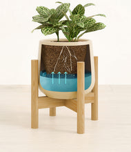 Load image into Gallery viewer, Almond Green stand:bamboo