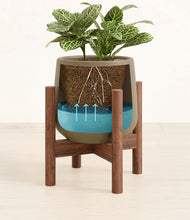 Load image into Gallery viewer, Olive stand:walnut